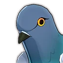 Pigeon