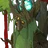 Swamp Odong