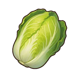 Fresh Cabbage