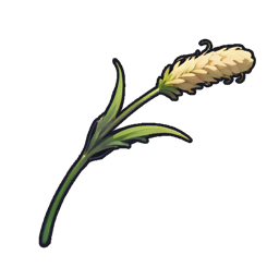 Fiery Foxtail
