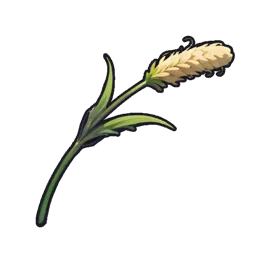Fiery Foxtail