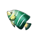 Green-striped Angelfish