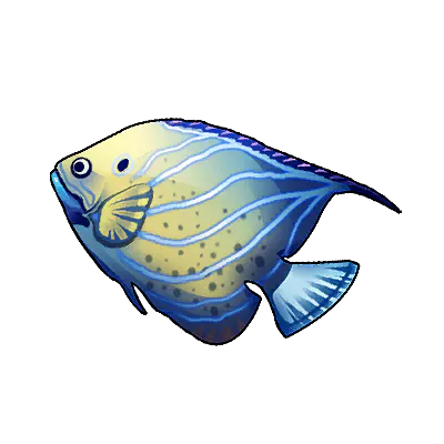 Queen Angelfish