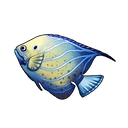 Queen Angelfish