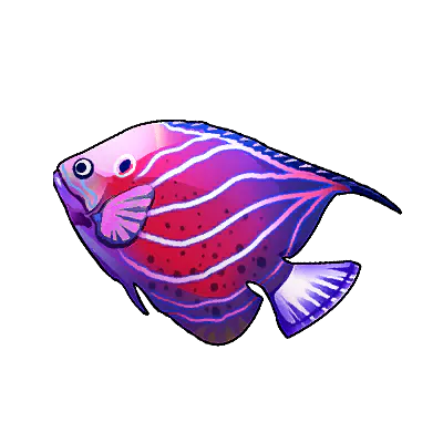 Knight Angelfish
