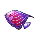 Knight Angelfish