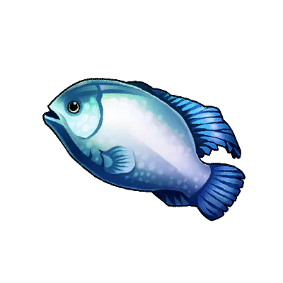 Blueface Angelfish