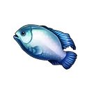 Blueface Angelfish
