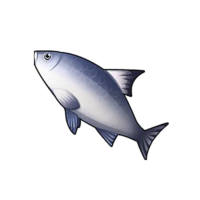 Bluefin Tuna