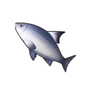 Bluefin Tuna