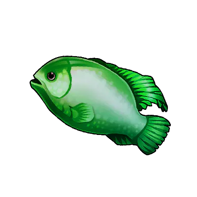 Greenface Angelfish
