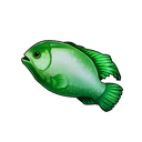 Greenface Angelfish