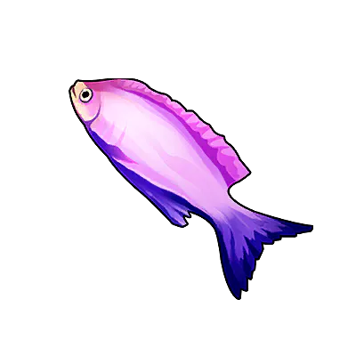Purple Queen Angelfish