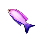 Purple Queen Angelfish