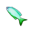 Cyan Queen Angelfish