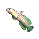 Red-spotted Fish