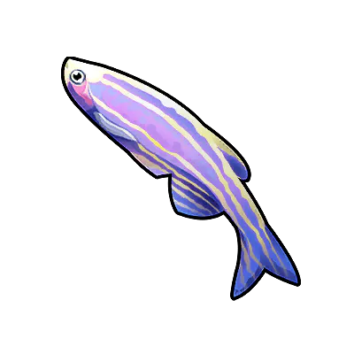 Zebrafish
