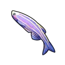 Zebrafish