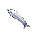 Chub Mackerel
