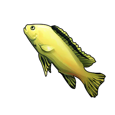 Yellow Tang