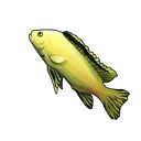Yellow Tang