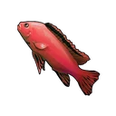 Red Tang