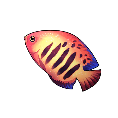 Flame Angelfish