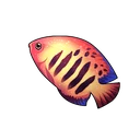 Flame Angelfish