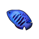 Icy Angelfish