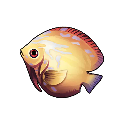 Saddleback Angelfish