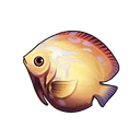 Saddleback Angelfish