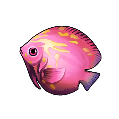 Pink Saddleback Angelfish