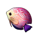 Peppermint Angelfish