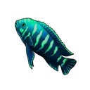 Emerald Flame Angelfish