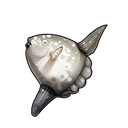 Sunfish