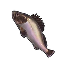 Flounder