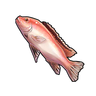 Red Sea Bream