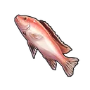 Red Sea Bream