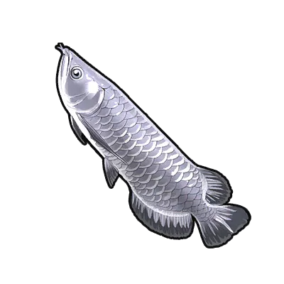 Silver Arowana