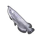 Silver Arowana
