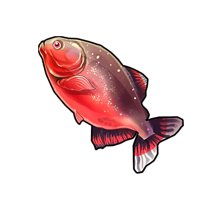 Rosy Barb
