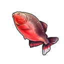 Rosy Barb