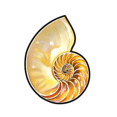 Half Nautilus (Left)