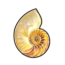 Half Nautilus (Left)