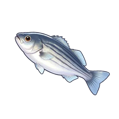 Silverstripe Bass