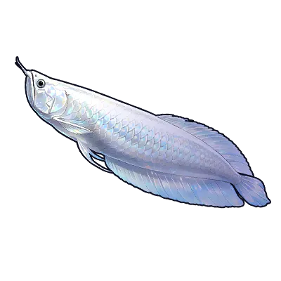 Silver Arowana
