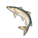 Gilded Dart
