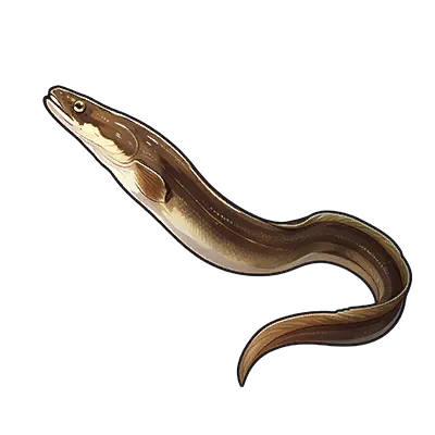 Moray Eel