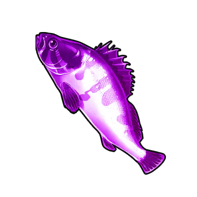 Purple-striped Grouper