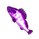 Purple-striped Grouper